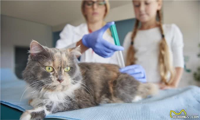 波斯猫的前世今生