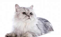 波斯猫的前世今生