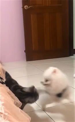 狗狗为了抱猫咪，天天被4只猫揍，只有1只猫肯配合
