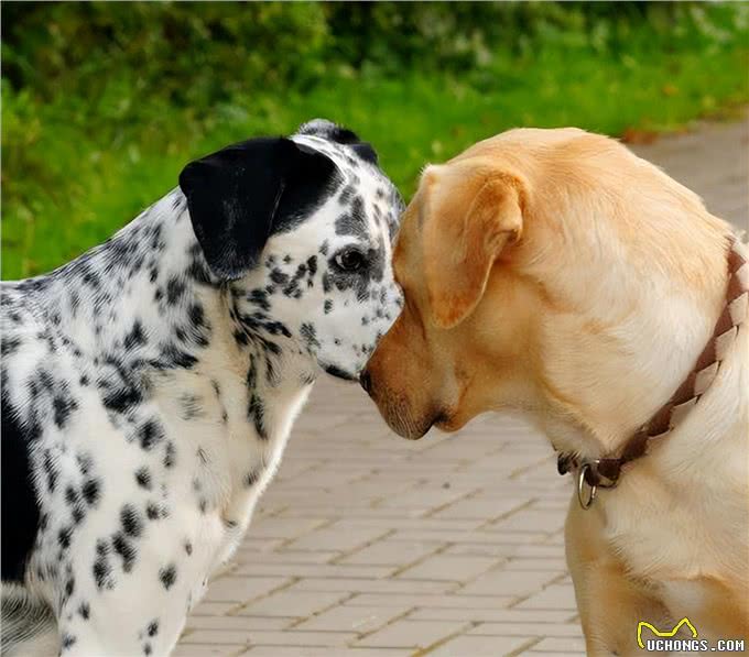 狗狗还会近亲繁殖?知道原因的我三观裂了