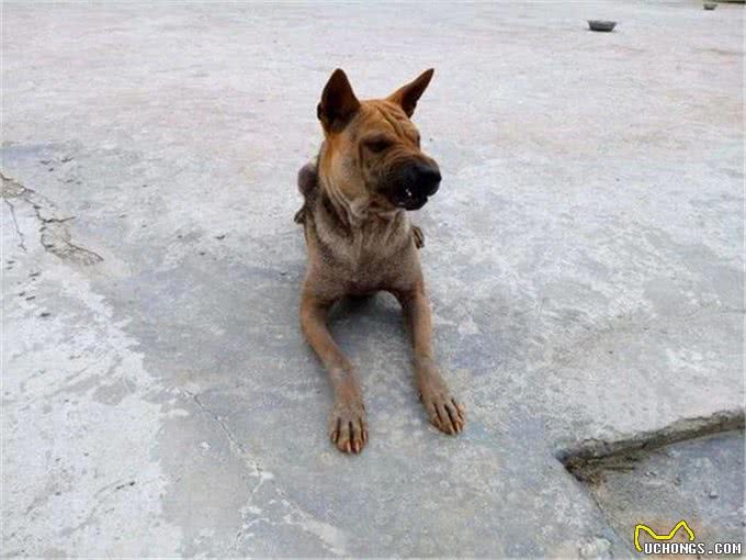 辟谣，土狗体质强悍不需要打疫苗?并非如此，它们也需要呵护