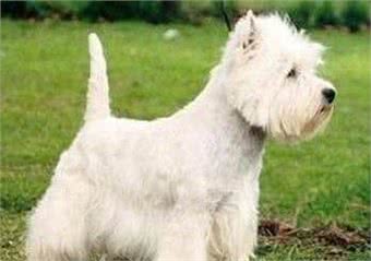 小型犬—西高地梗WestHighlandTerrier