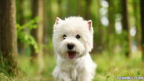 小型犬—西高地梗WestHighlandTerrier