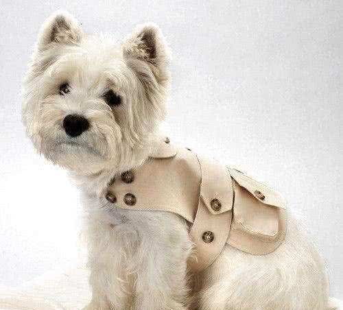 小型犬—西高地梗WestHighlandTerrier