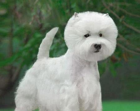 小型犬—西高地梗WestHighlandTerrier