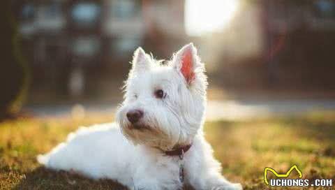小型犬—西高地梗WestHighlandTerrier
