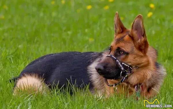 如何建立和巩固犬对训练员的依赖性（亲和）