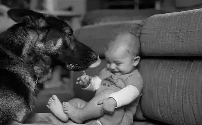 如何建立和巩固犬对训练员的依赖性（亲和）