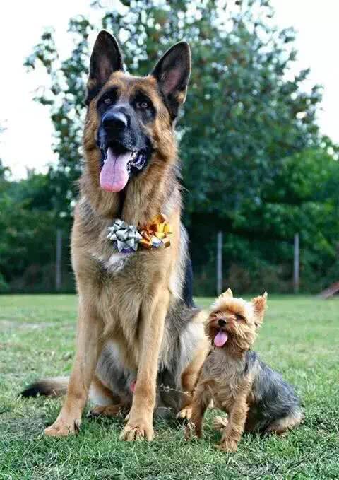 如何建立和巩固犬对训练员的依赖性（亲和）