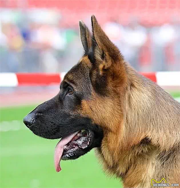 如何建立和巩固犬对训练员的依赖性（亲和）
