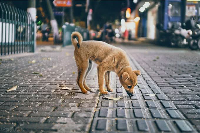 家的味道，狗狗如何凭嗅觉锁定?