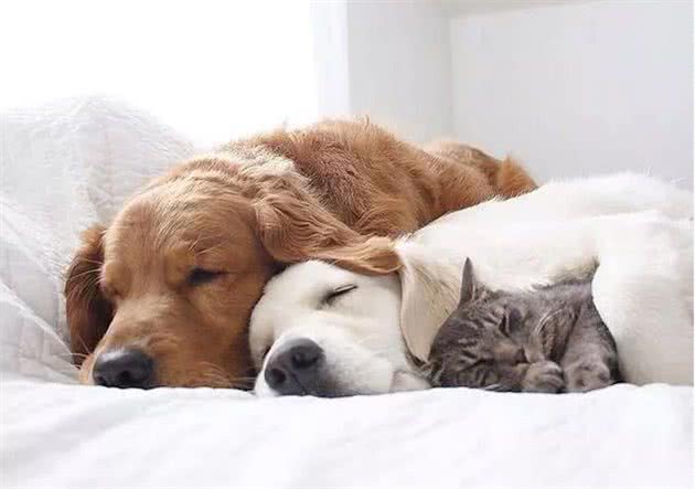 猫奴、狗奴们不能错过的：关于宠物绝育那些事儿