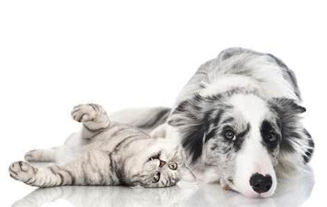 猫奴、狗奴们不能错过的：关于宠物绝育那些事儿