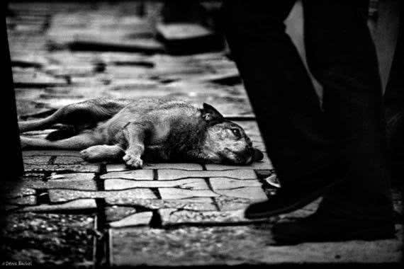 猫奴、狗奴们不能错过的：关于宠物绝育那些事儿