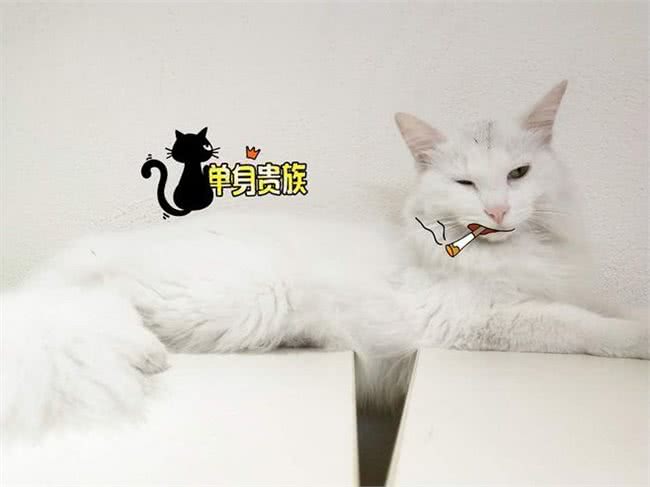 猫奴、狗奴们不能错过的：关于宠物绝育那些事儿