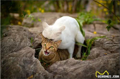 猫奴、狗奴们不能错过的：关于宠物绝育那些事儿