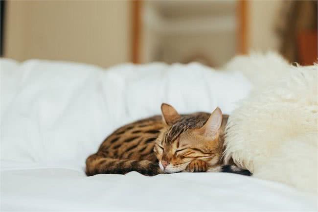 猫奴、狗奴们不能错过的：关于宠物绝育那些事儿