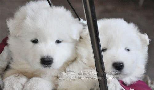 宠物狗狗指甲怎么剪才好?