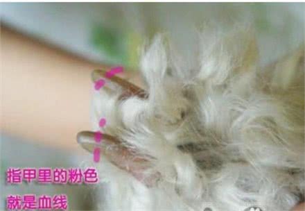 宠物狗狗指甲怎么剪才好?