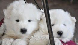宠物狗狗指甲怎么剪才好?