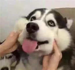 狗狗鼻子干但是有精神-