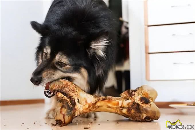 狗狗能吃骨头吗?吃骨头确实有好处，但不是补钙!