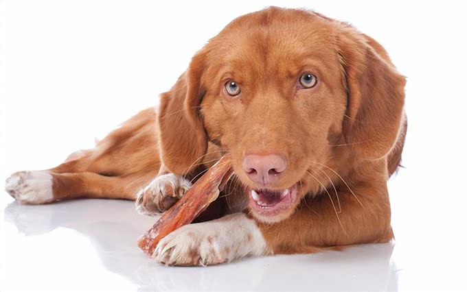 狗狗能吃骨头吗?吃骨头确实有好处，但不是补钙!