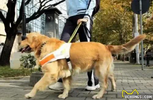 狗狗，可能并没有你想象的那么聪明!
