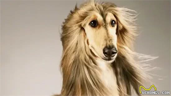 十万诱惑:你是否愿意接纳阿富汗猎犬的独特之美?
