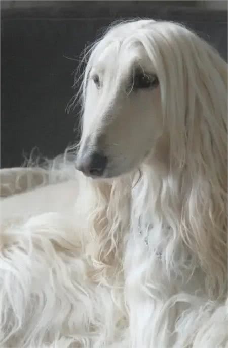 十万诱惑:你是否愿意接纳阿富汗猎犬的独特之美?