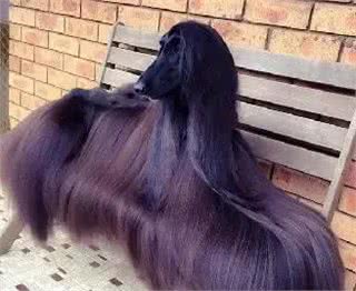 十万诱惑:你是否愿意接纳阿富汗猎犬的独特之美?