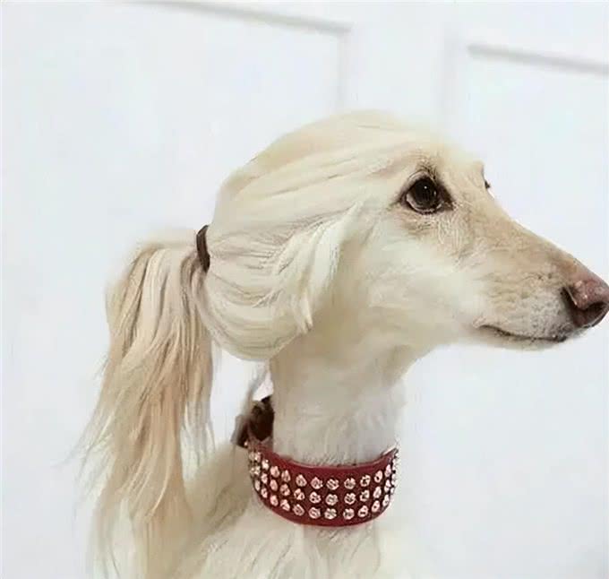 十万诱惑:你是否愿意接纳阿富汗猎犬的独特之美?