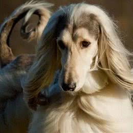 十万诱惑:你是否愿意接纳阿富汗猎犬的独特之美?
