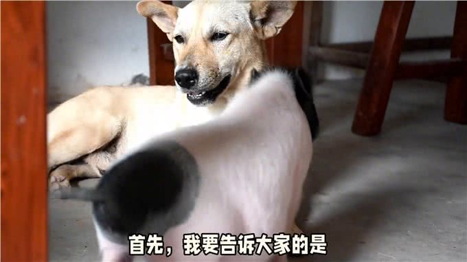 小狗和小猪，你选哪个?公狗爱上了母猪，并且发生了不正当关系