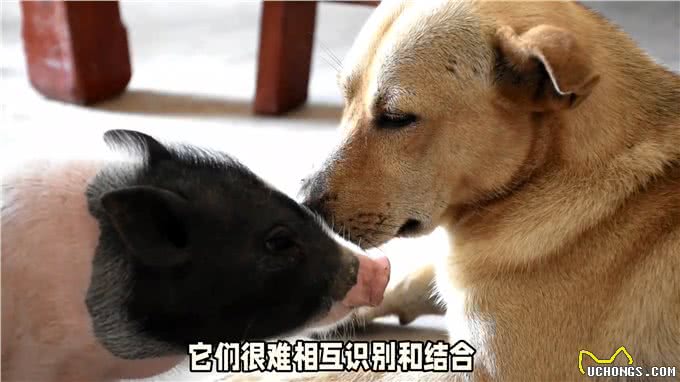 小狗和小猪，你选哪个?公狗爱上了母猪，并且发生了不正当关系