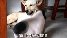 小狗和小猪，你选哪个?公狗爱上了母猪，并且发生了不正当关系