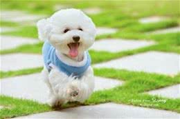 狗狗不舒服，如何确定得犬瘟?