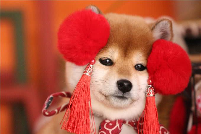 柴犬和秋田的区别详解：不要再混为一谈喽