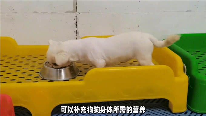 狗狗除了吃肉，还可以吃蔬菜