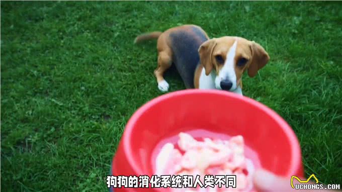 狗狗除了吃肉，还可以吃蔬菜