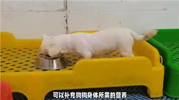狗狗除了吃肉，还可以吃蔬菜