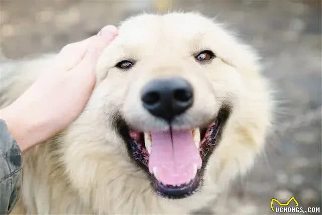 狗狗有这些行为，说明主人很有福气!