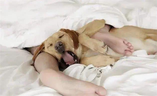 狗狗有这些行为，说明主人很有福气!