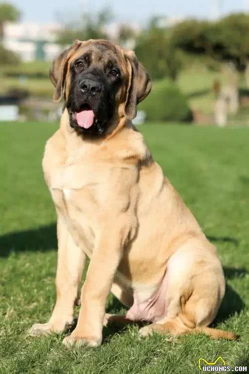 十大冷门猛犬，在中国快灭绝了!