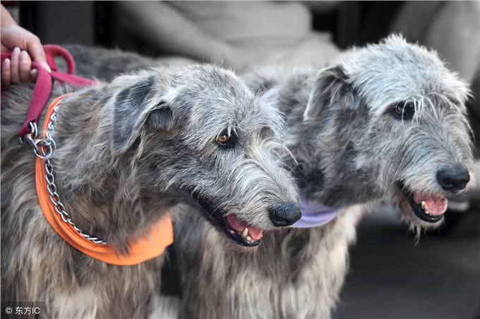 十大冷门猛犬，在中国快灭绝了!
