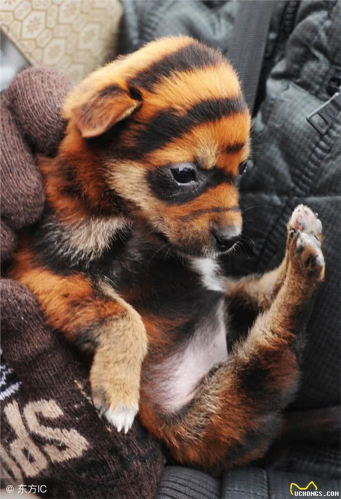 十大冷门猛犬,在中国快灭绝了!