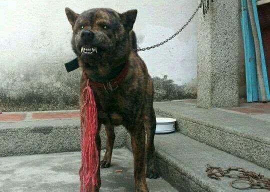 十大冷门猛犬，在中国快灭绝了!