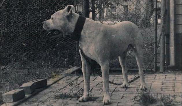 十大冷门猛犬，在中国快灭绝了!