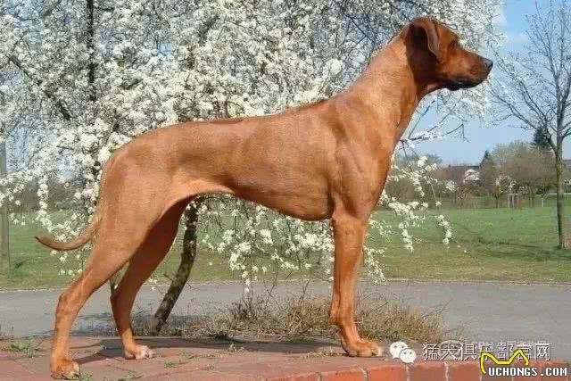 十大冷门猛犬，在中国快灭绝了!