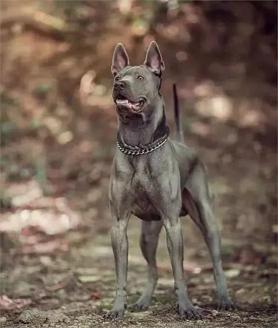 十大冷门猛犬，在中国快灭绝了!